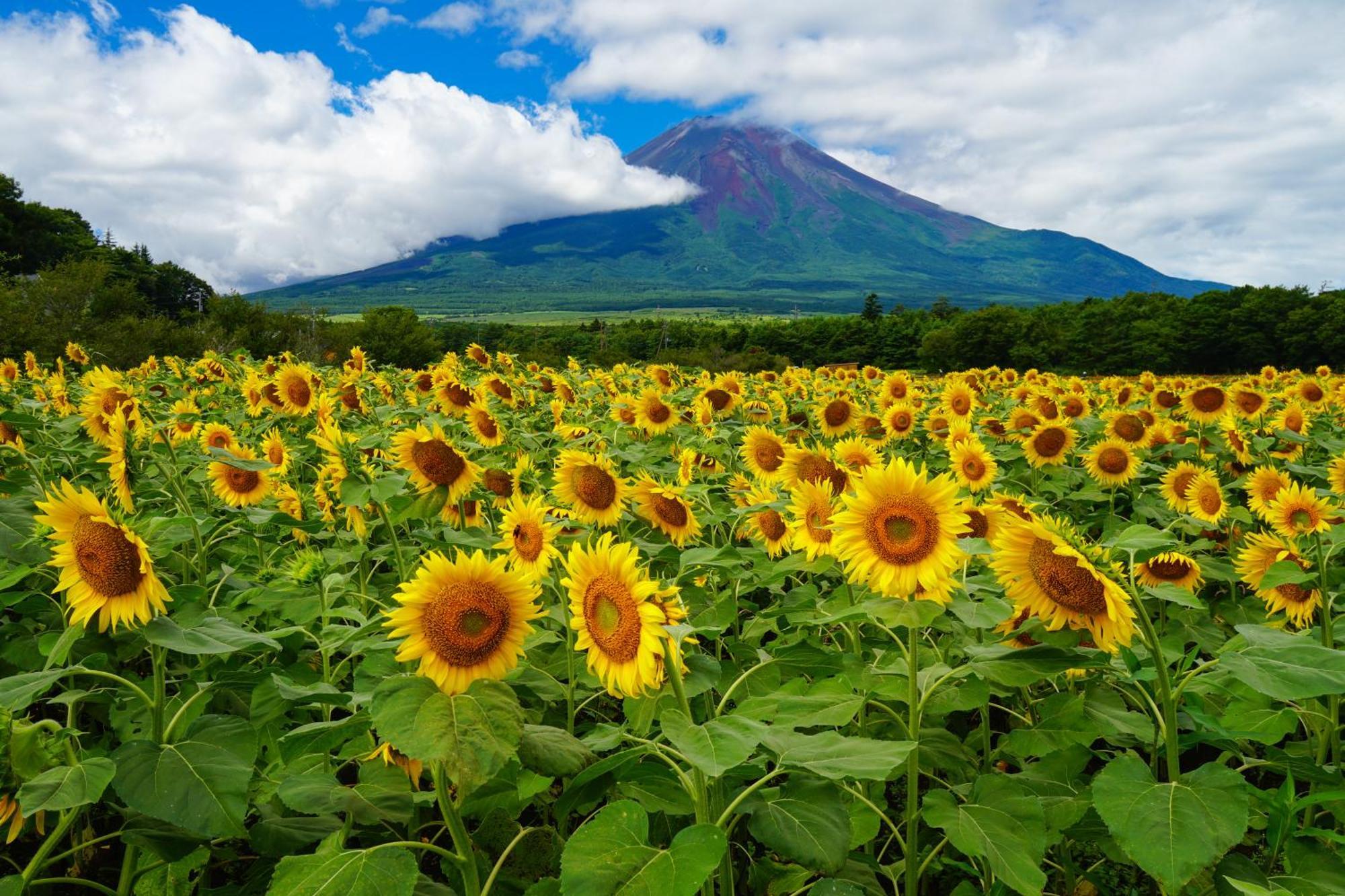 Fuji Yamanakako Hotel Kültér fotó